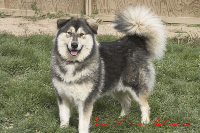 Wolf 1.5 years